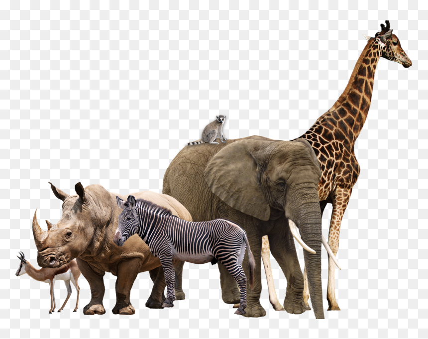 Detail Transparent Background Animals Nomer 24