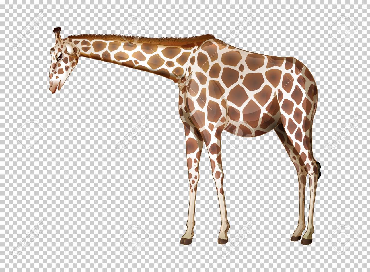 Detail Transparent Background Animals Nomer 4