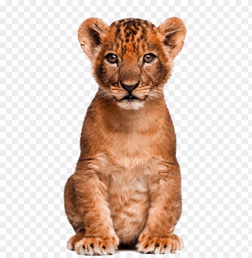 Detail Transparent Background Animals Nomer 33