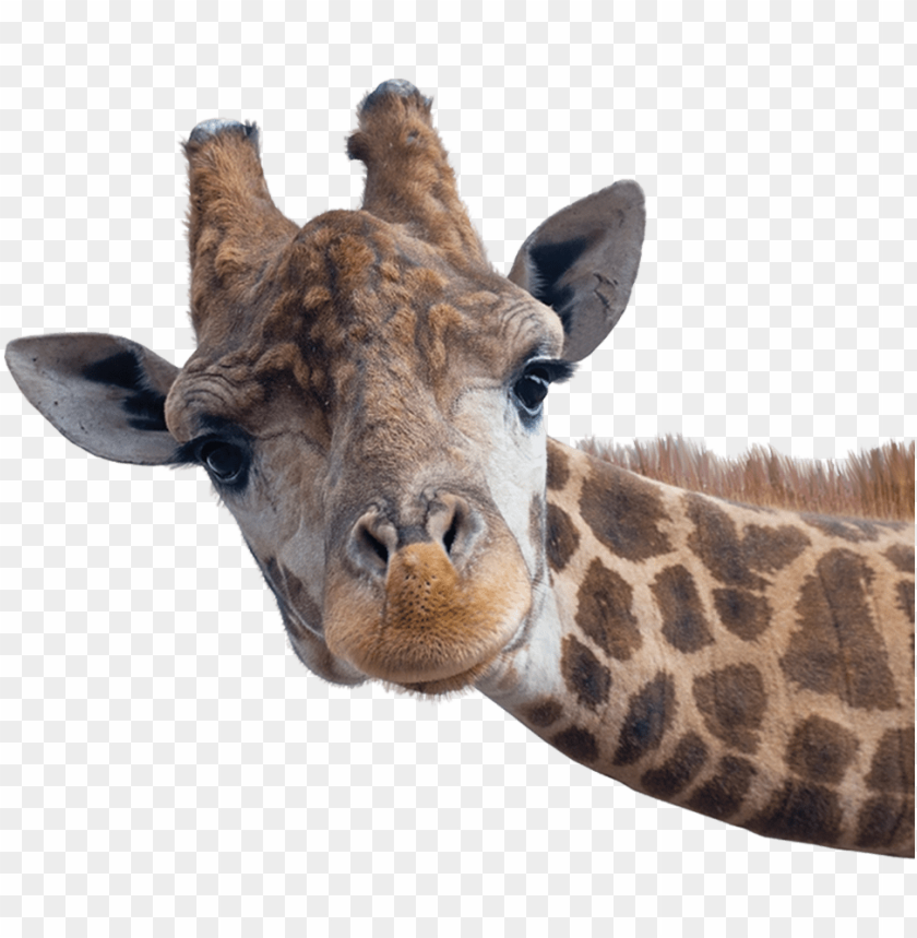 Detail Transparent Background Animals Nomer 42