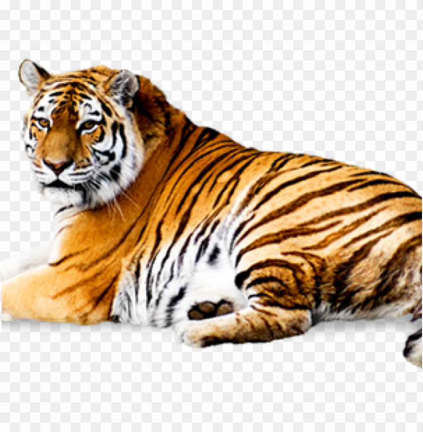 Detail Transparent Background Animals Nomer 48