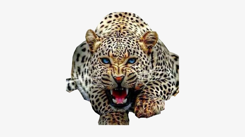 Detail Transparent Background Animals Nomer 9