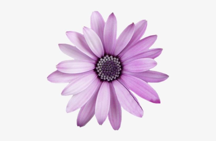 Detail Transparent Background Flower Png Nomer 24