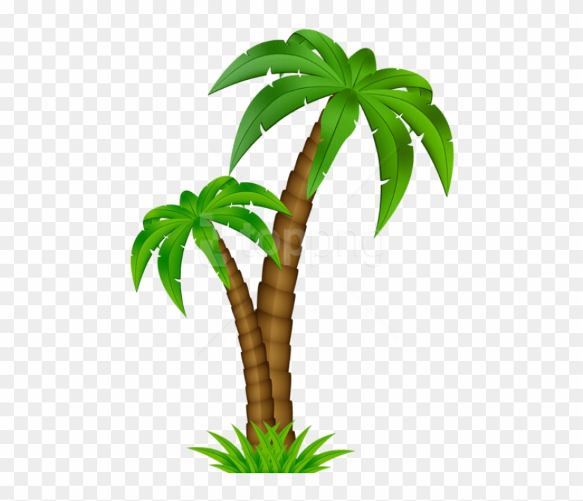 Detail Transparent Background Palm Tree Nomer 15