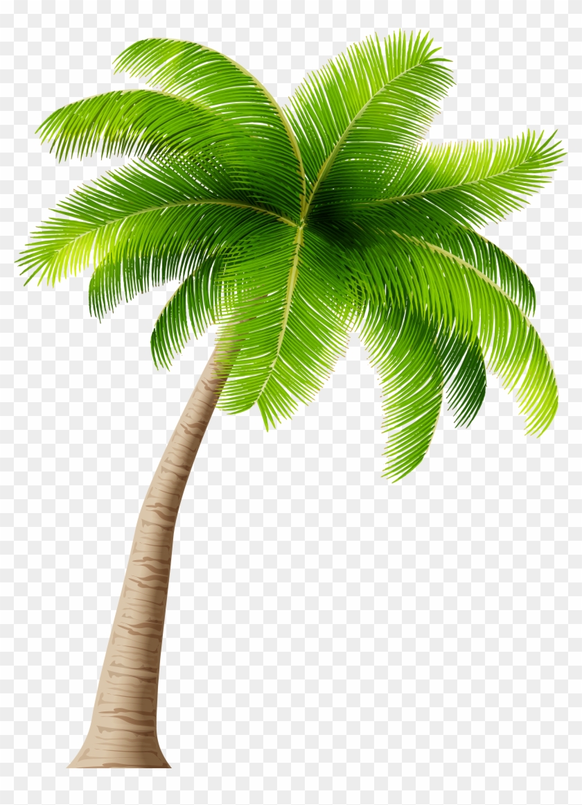 Detail Transparent Background Palm Tree Nomer 19