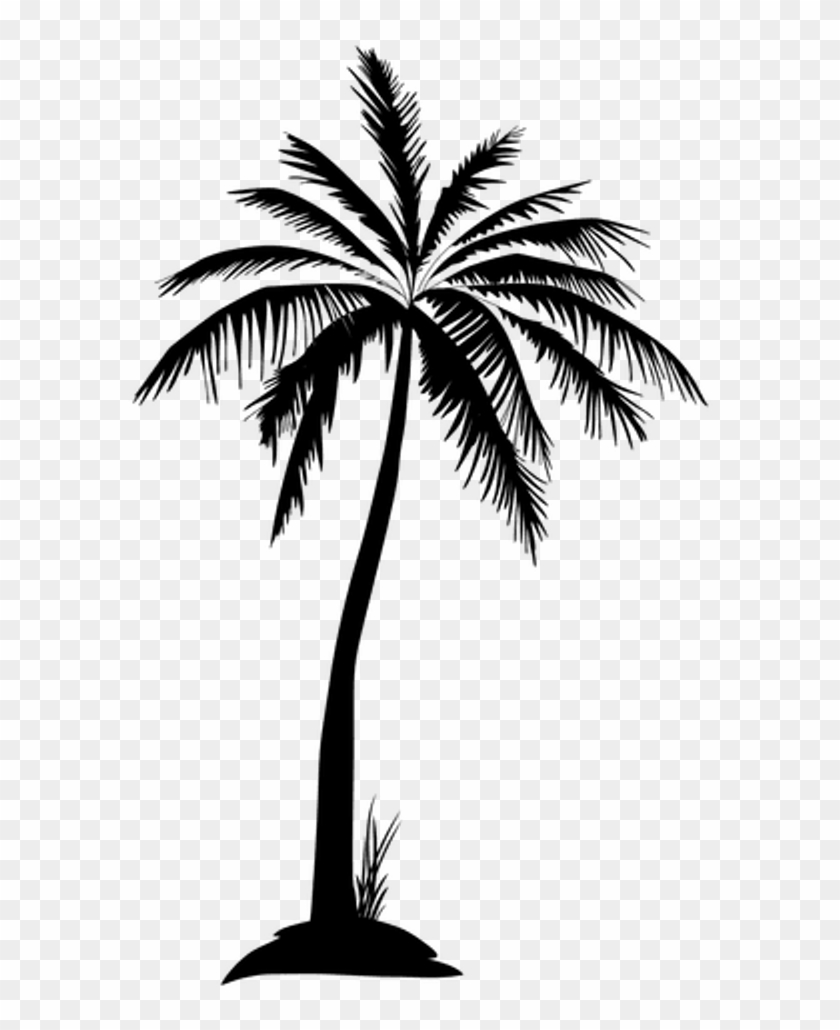 Detail Transparent Background Palm Tree Nomer 21