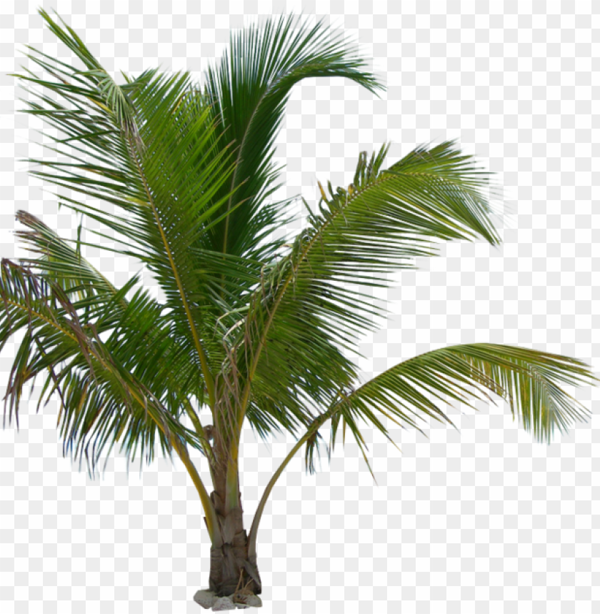 Detail Transparent Background Palm Tree Nomer 37