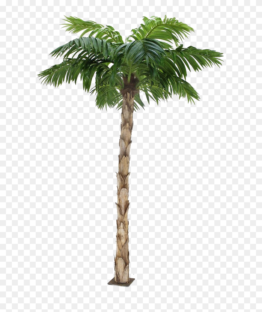 Detail Transparent Background Palm Tree Nomer 52