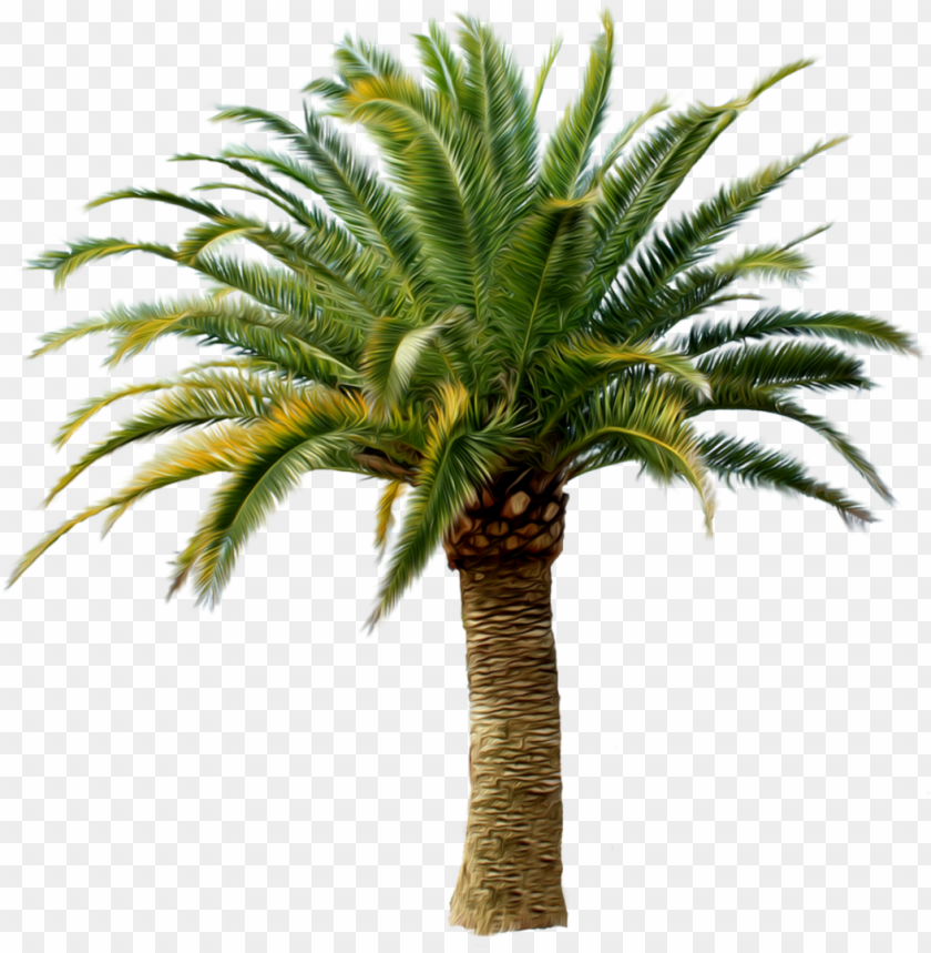 Detail Transparent Background Palm Tree Nomer 55