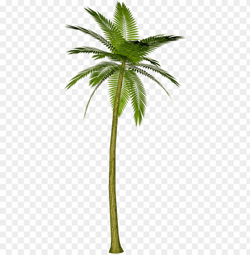 Detail Transparent Background Palm Tree Nomer 9