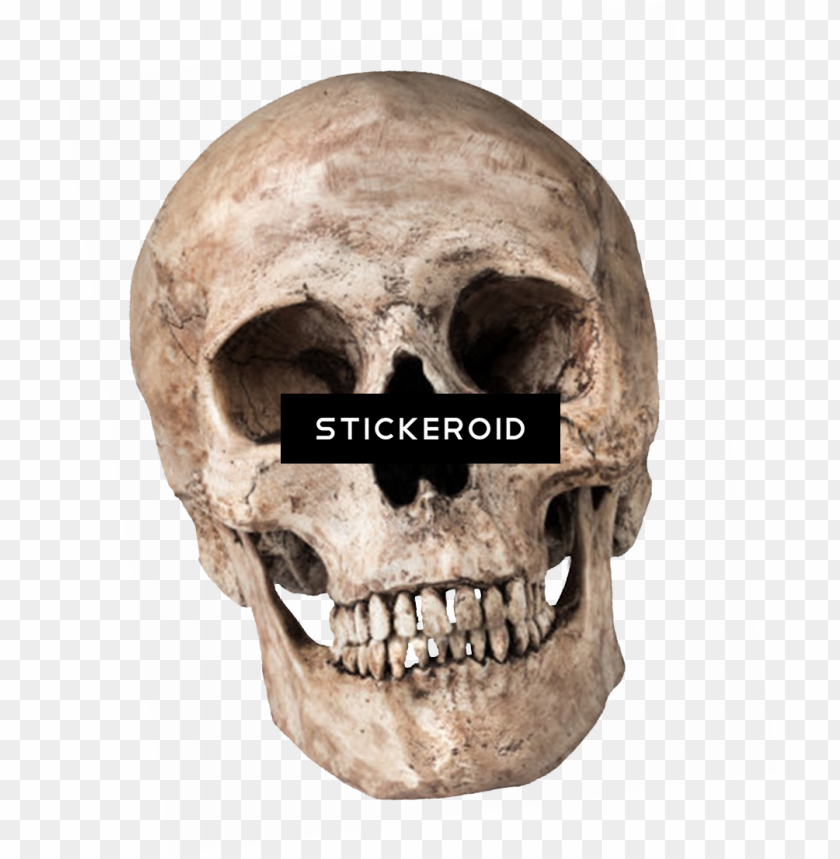 Detail Transparent Background Skull Nomer 14