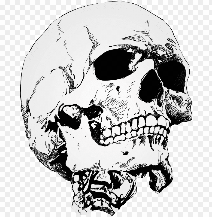 Detail Transparent Background Skull Nomer 23