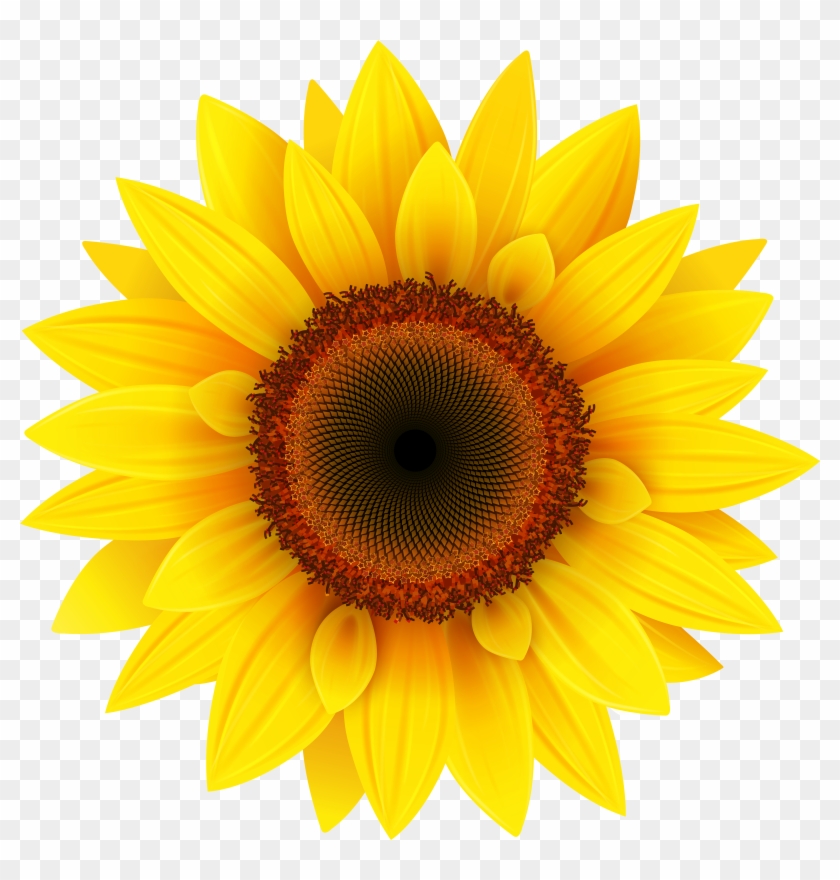 Detail Transparent Background Sunflower Png Nomer 11