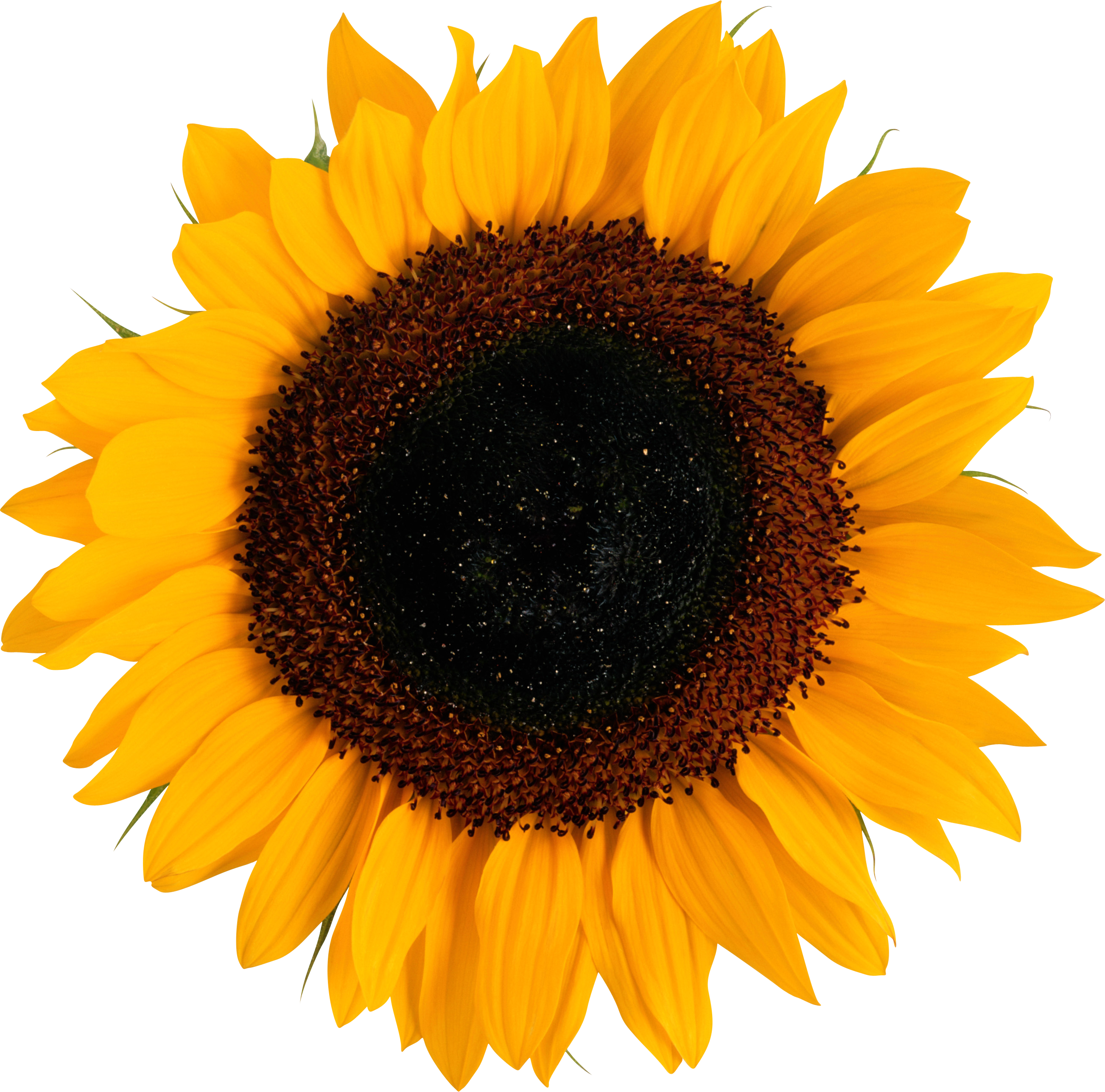 Detail Transparent Background Sunflower Png Nomer 14