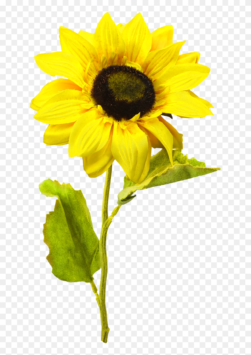 Detail Transparent Background Sunflower Png Nomer 16