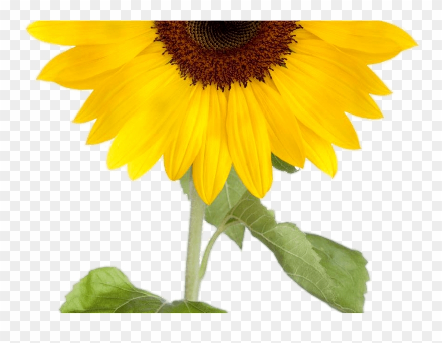 Detail Transparent Background Sunflower Png Nomer 20