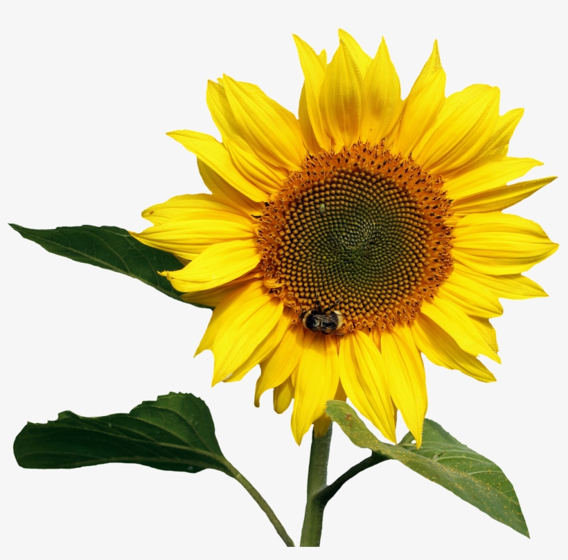 Detail Transparent Background Sunflower Png Nomer 3