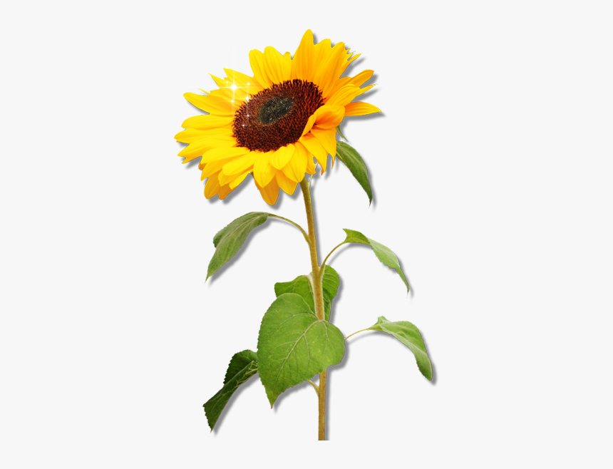 Detail Transparent Background Sunflower Png Nomer 28