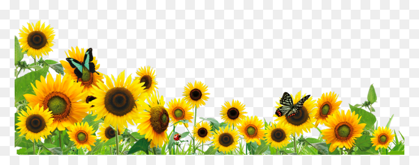 Detail Transparent Background Sunflower Png Nomer 38