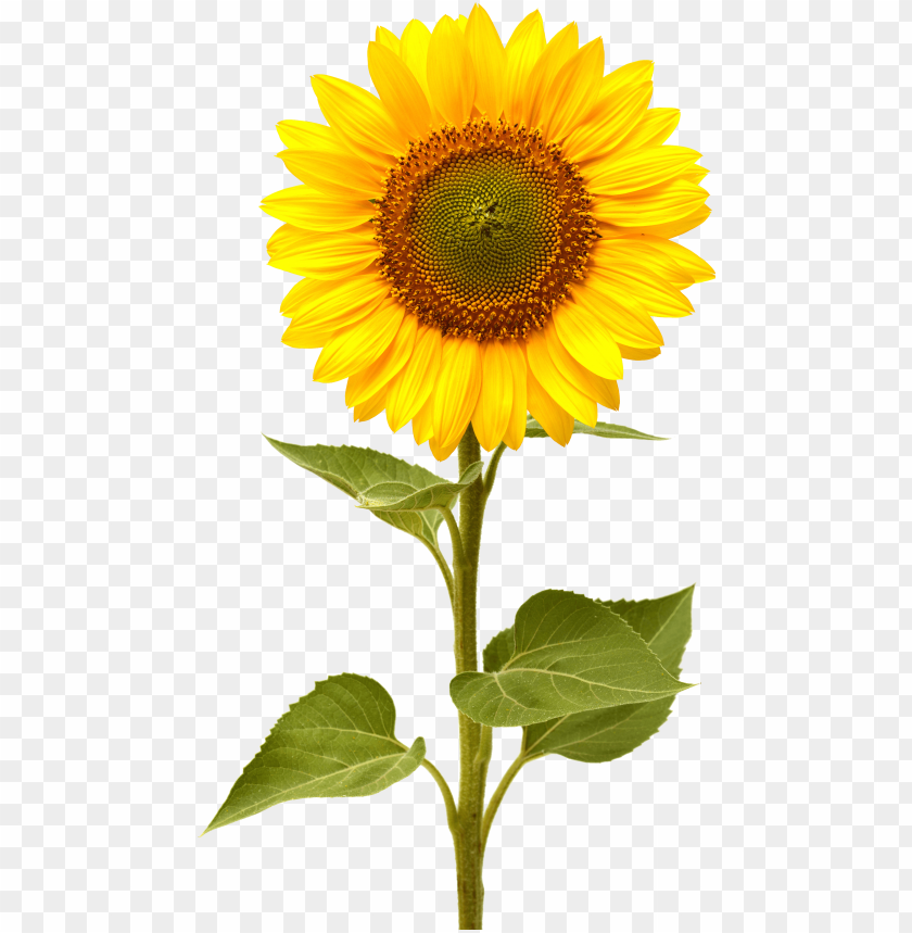 Detail Transparent Background Sunflower Png Nomer 39