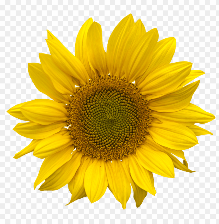 Detail Transparent Background Sunflower Png Nomer 40