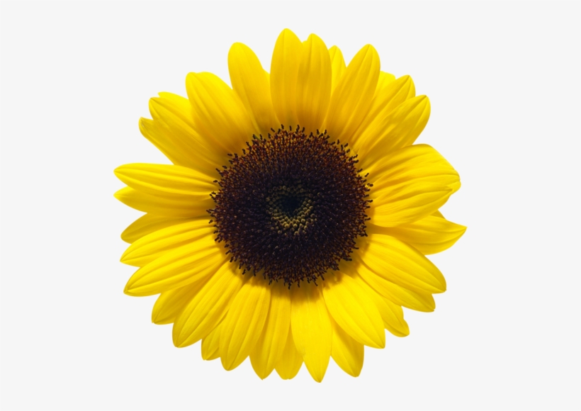 Detail Transparent Background Sunflower Png Nomer 45