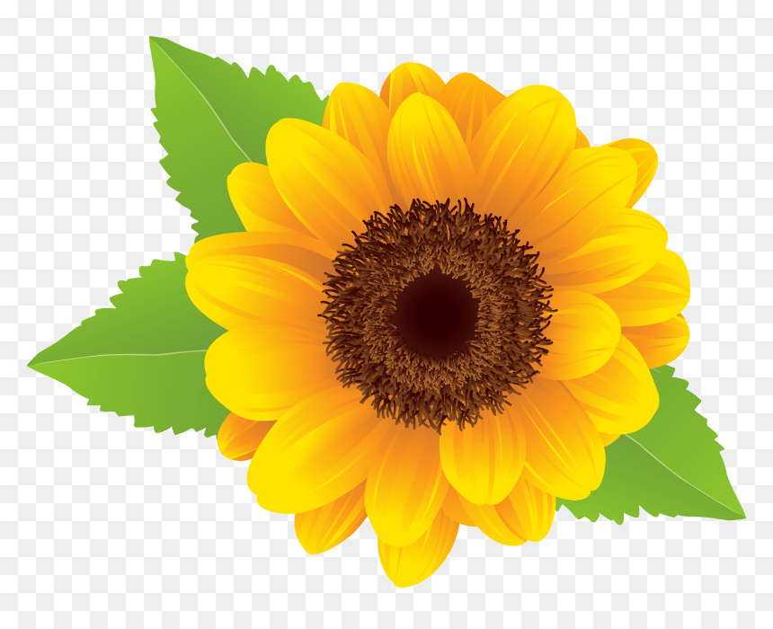 Detail Transparent Background Sunflower Png Nomer 52