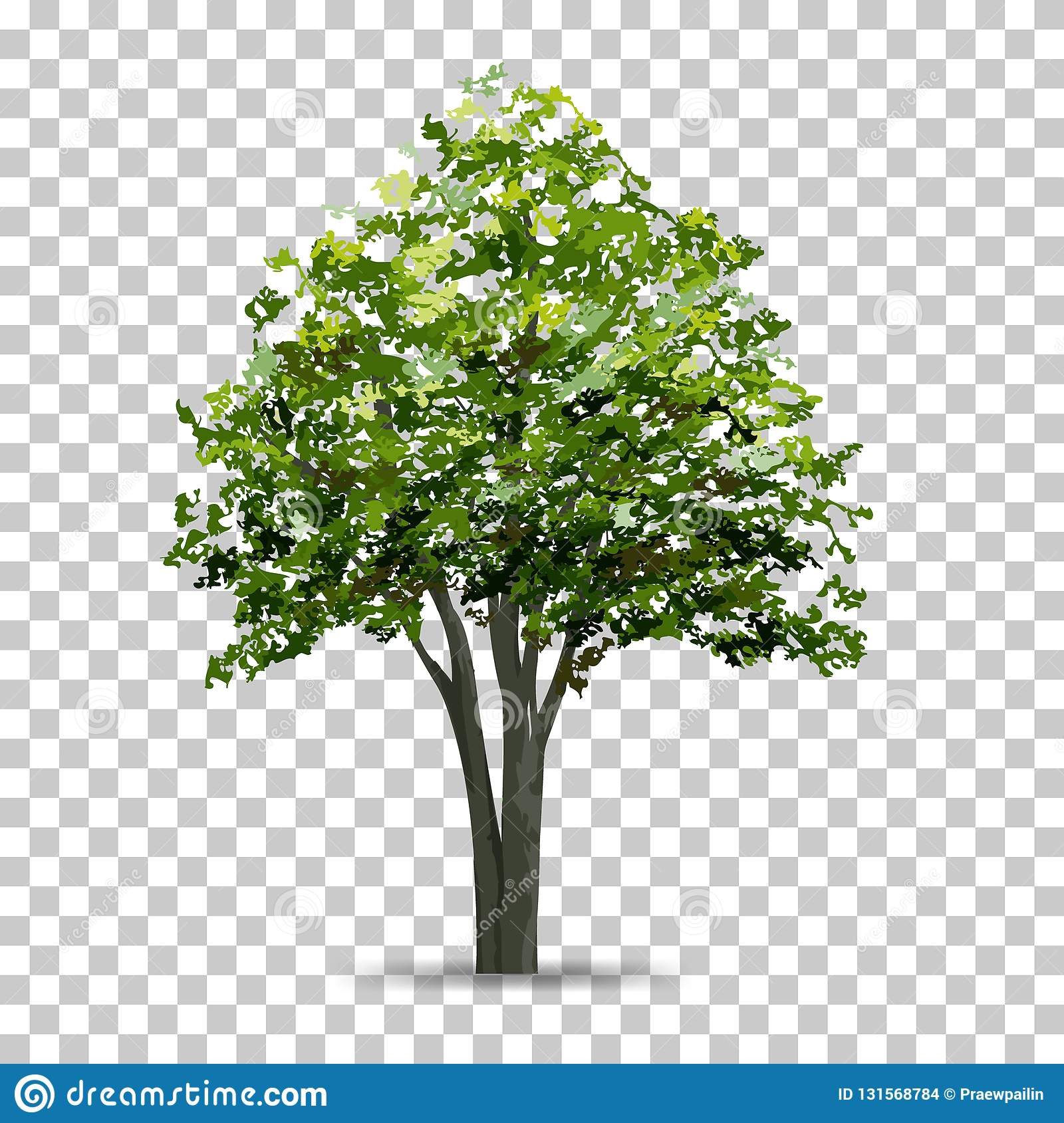 Detail Transparent Background Tree Nomer 11