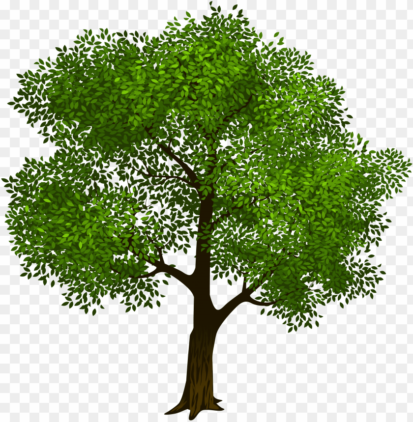 Detail Transparent Background Tree Nomer 12