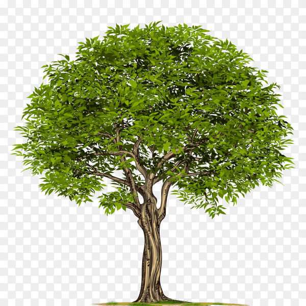 Detail Transparent Background Tree Nomer 17