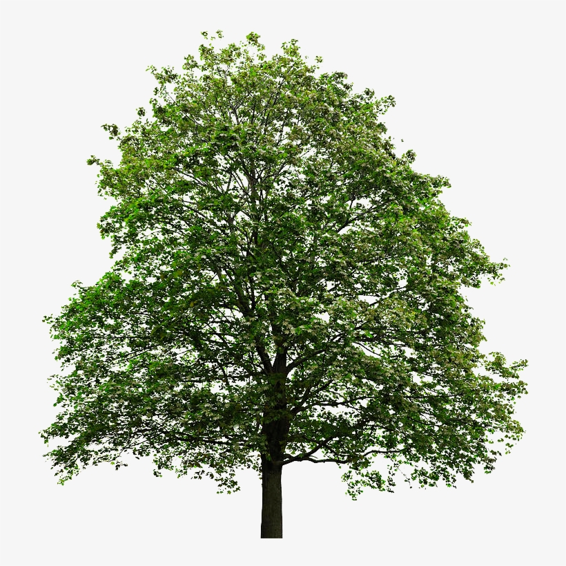 Detail Transparent Background Tree Nomer 18