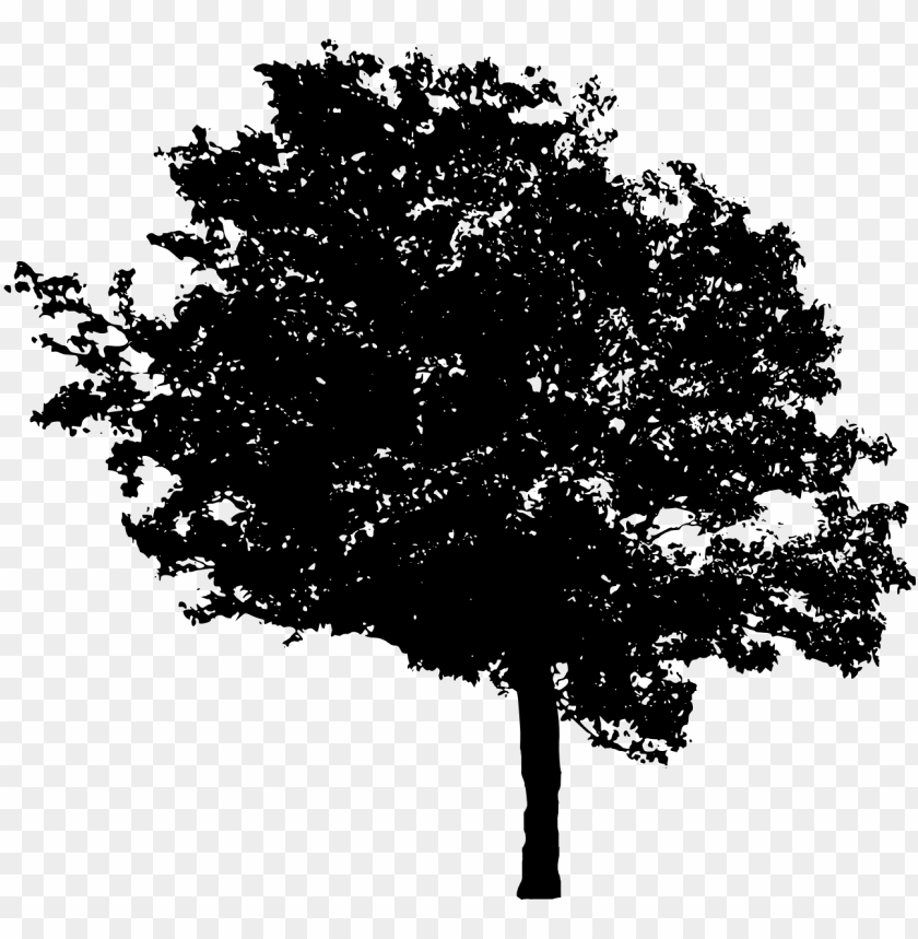 Detail Transparent Background Tree Nomer 19