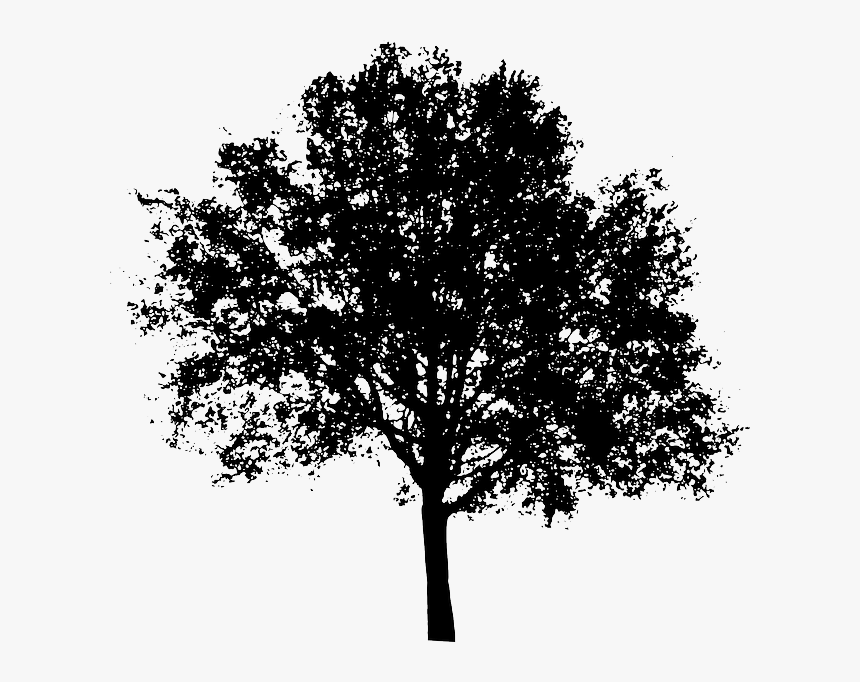 Detail Transparent Background Tree Nomer 24