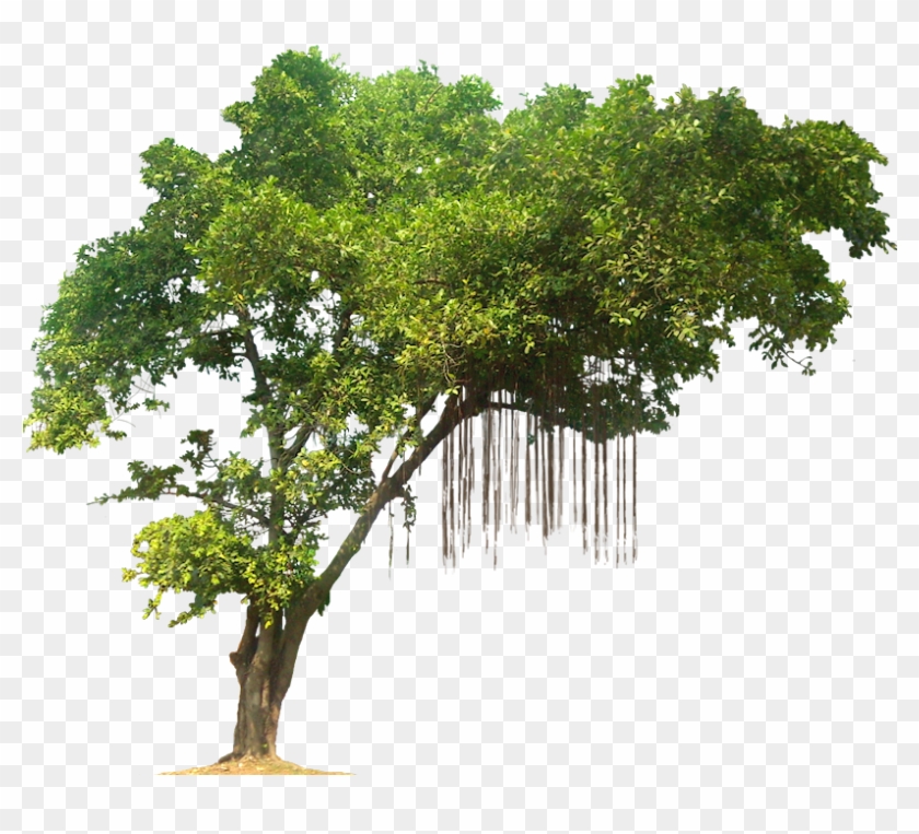 Detail Transparent Background Tree Nomer 25