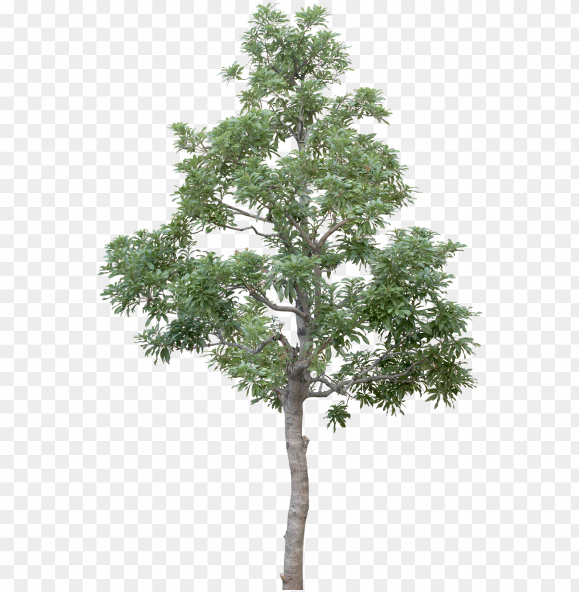 Detail Transparent Background Tree Nomer 46