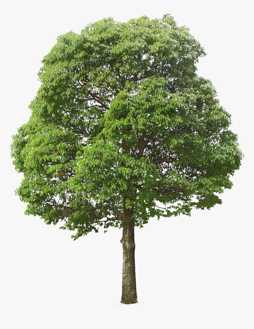 Detail Transparent Background Tree Nomer 5