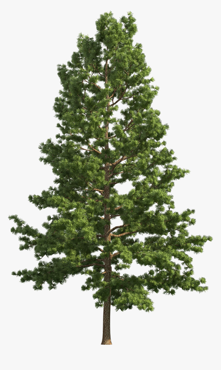 Detail Transparent Background Tree Png Nomer 11