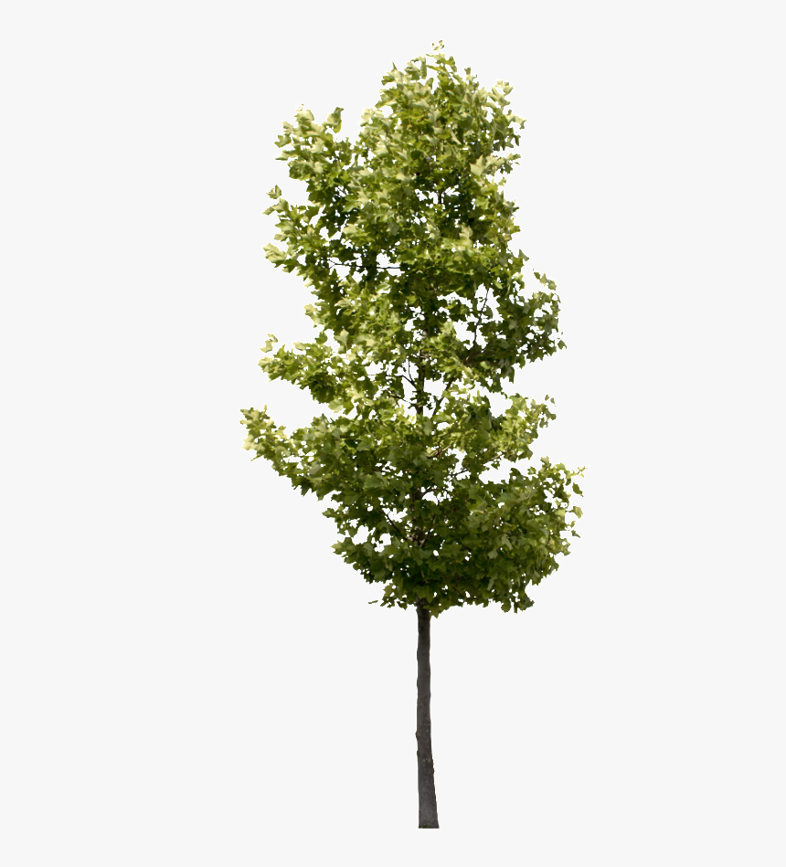 Detail Transparent Background Tree Png Nomer 12