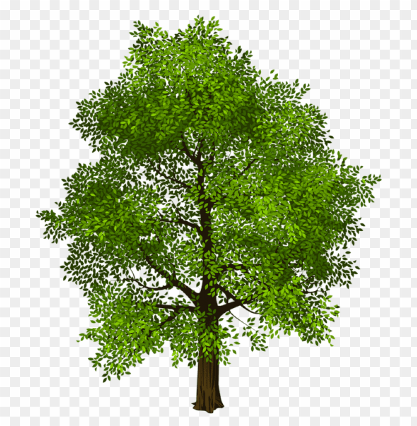 Detail Transparent Background Tree Png Nomer 16