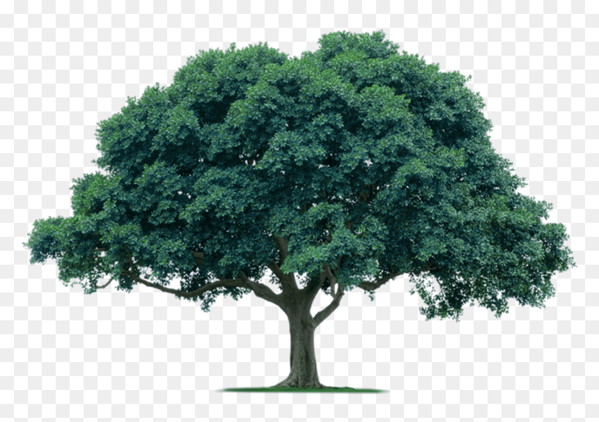 Detail Transparent Background Tree Png Nomer 21