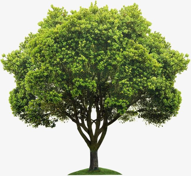 Detail Transparent Background Tree Png Nomer 26