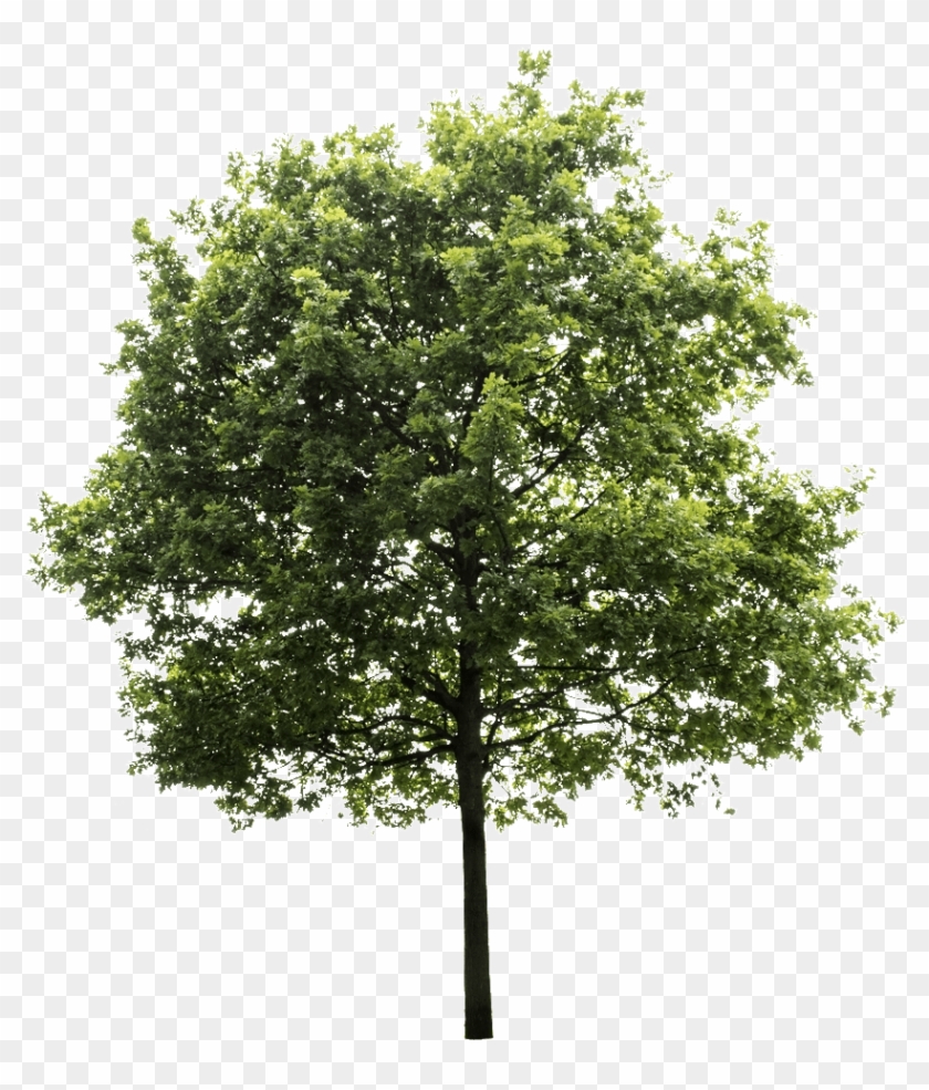 Detail Transparent Background Tree Png Nomer 4