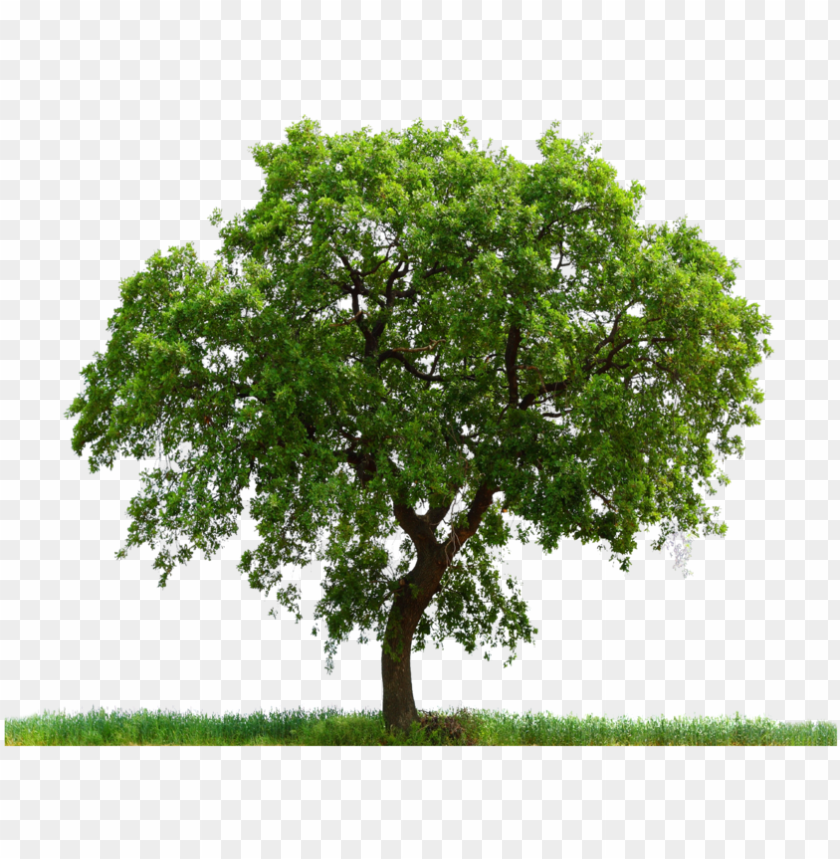 Detail Transparent Background Tree Png Nomer 32