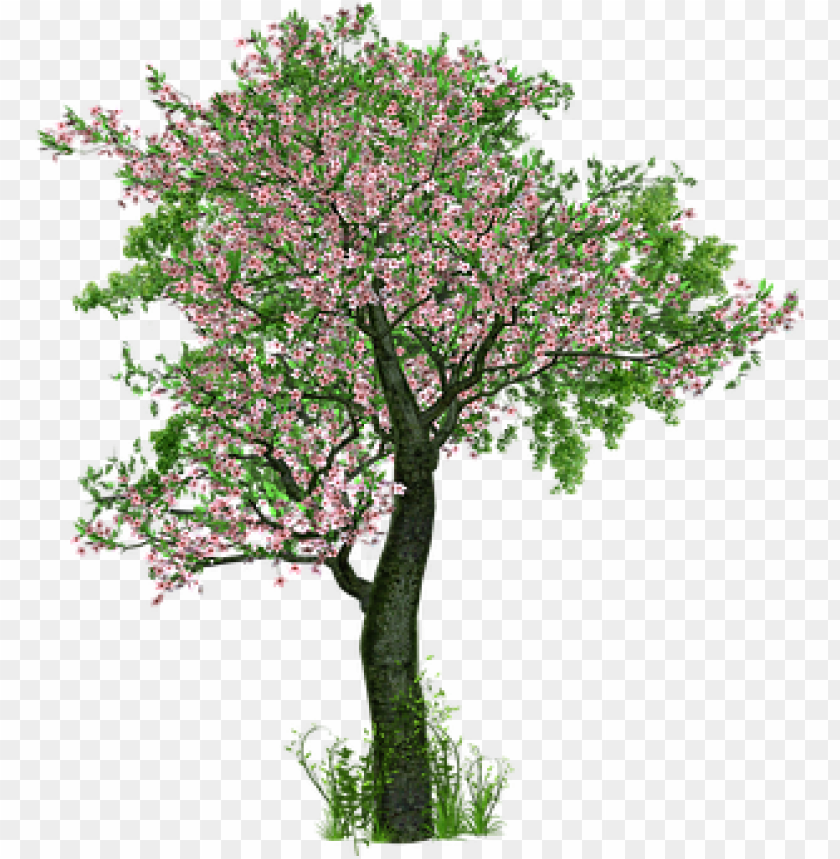 Detail Transparent Background Tree Png Nomer 40
