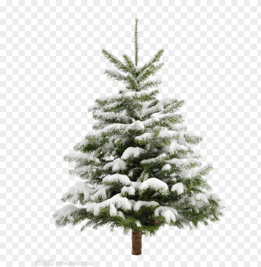 Detail Transparent Background Tree Png Nomer 41