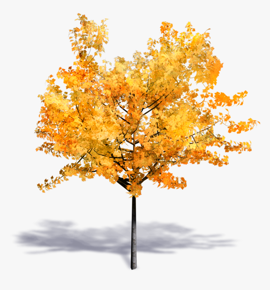 Detail Transparent Background Tree Png Nomer 46