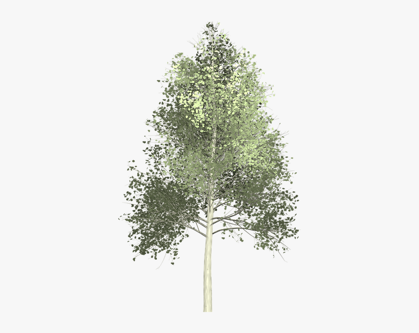 Detail Transparent Background Tree Png Nomer 55