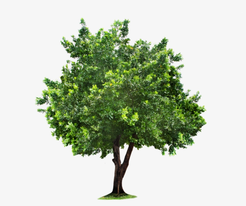 Detail Transparent Background Tree Png Nomer 10