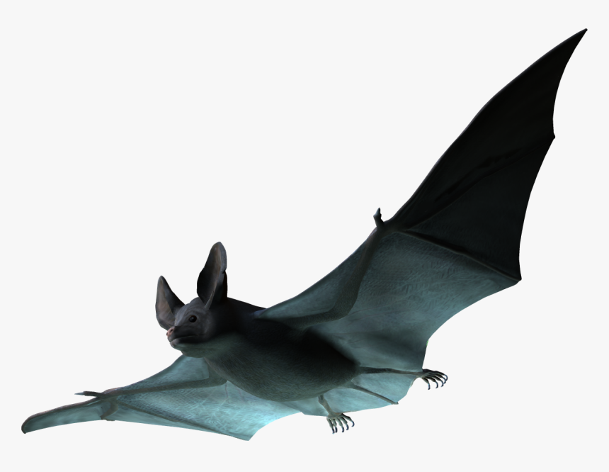 Detail Transparent Bat Nomer 41
