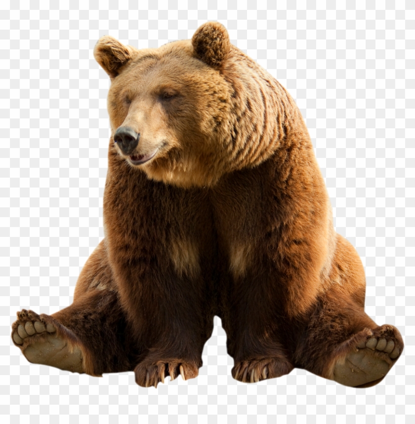 Transparent Bear - KibrisPDR